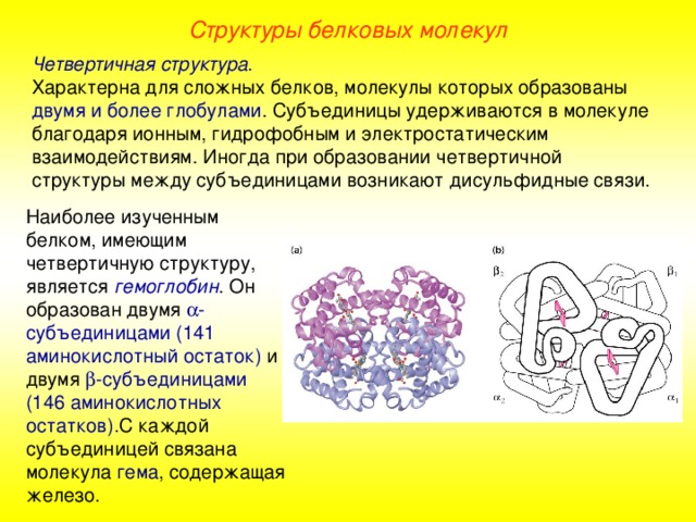 Структуры белковых молекул Четвертичная структура . Характерна для сложных белков, молекулы которых образованы двумя и более глобулами . Субъединицы удерживаются в молекуле благодаря ионным, гидрофобным и электростатическим взаимодействиям. Иногда при образовании четвертичной структуры между субъединицами возникают дисульфидные связи. Наиболее изученным белком, имеющим четвертичную структуру, является гемоглобин . Он образован двумя  -субъединицами (141 аминокислотный остаток) и двумя  -субъединицами (146 аминокислотных остатков). С каждой субъединицей связана молекула гема , содержащая железо. 
