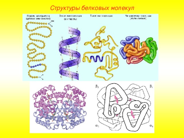Структуры белковых молекул 