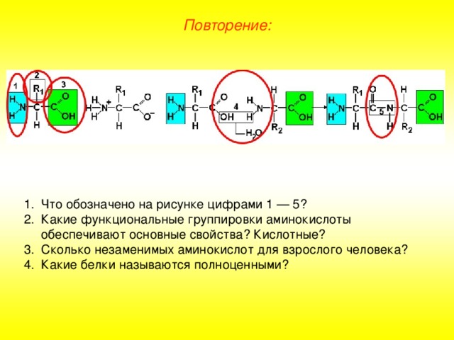 Повторение: Что обозначено на рисунке цифрами 1 — 5? Какие функциональные группировки аминокислоты обеспечивают основные свойства? Кислотные? Сколько незаменимых аминокислот для взрослого человека? Какие белки называются полноценными? 