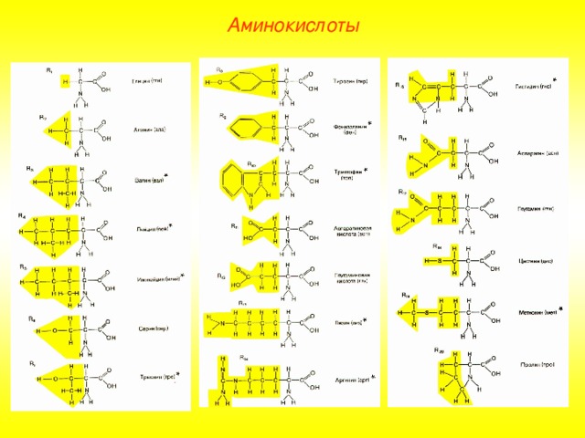 Аминокислоты 
