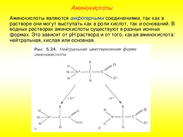 Аминокислоты Аминокислоты являются амфотерными соединениями, так как в растворе они могут выступать как в роли кислот, так и оснований. В водных растворах аминокислоты существуют в разных ионных формах. Это зависит от рН раствора и от того, какая аминокислота: нейтральная, кислая или основная. 