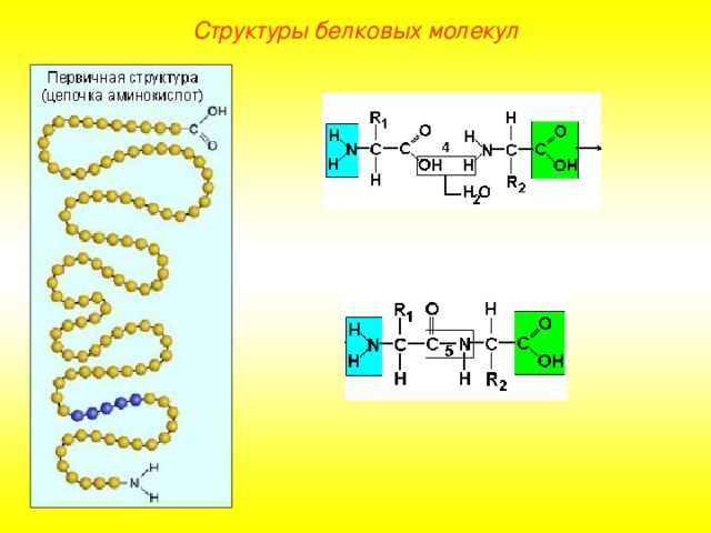 Структуры белковых молекул 