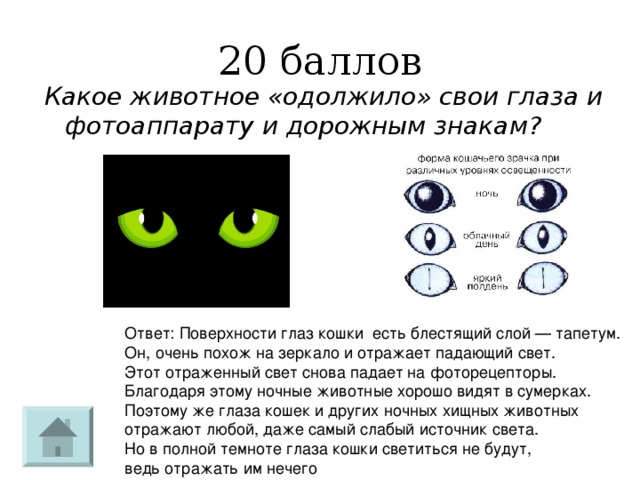 20 баллов Какое животное «одолжило» свои глаза и фотоаппарату и дорожным знакам?  Ответ: Поверхности глаз кошки есть блестящий слой — тапетум. Он, очень похож на зеркало и отражает падающий свет. Этот отраженный свет снова падает на фоторецепторы. Благодаря этому ночные животные хорошо видят в сумерках. Поэтому же глаза кошек и других ночных хищных животных отражают любой, даже самый слабый источник света. Но в полной темноте глаза кошки светиться не будут, ведь отражать им нечего 