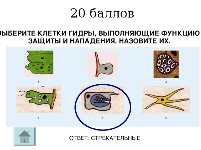 Заключительный урок по биологии 11 класс презентация