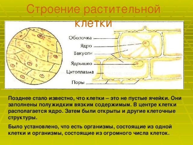 Строение растительной клетки Позднее стало известно, что клетки – это не пустые ячейки. Они заполнены полужидким вязким содержимым. В центре клетки располагается ядро. Затем были открыты и другие клеточные структуры. Было установлено, что есть организмы, состоящие из одной клетки и организмы, состоящие из огромного числа клеток. 