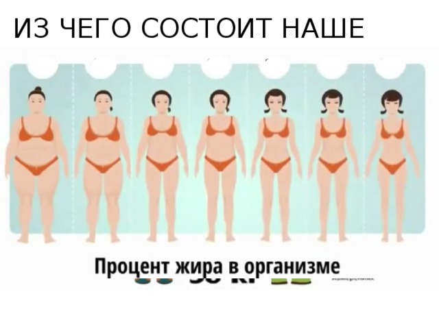 ИЗ ЧЕГО СОСТОИТ НАШЕ ТЕЛО? 