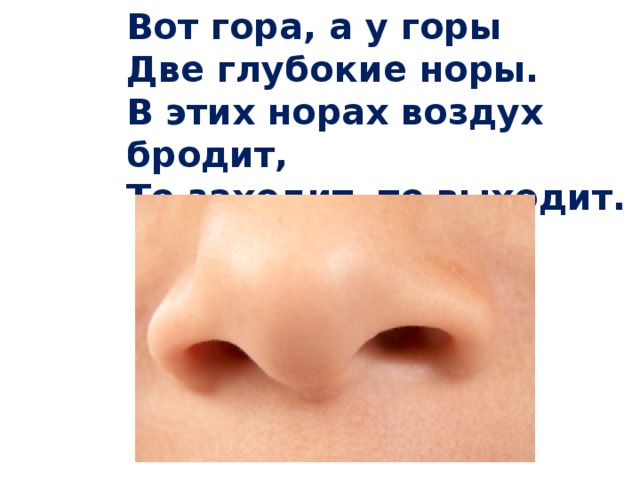 Вот гора, а у горы   Две глубокие норы.   В этих норах воздух бродит,   То заходит, то выходит. 