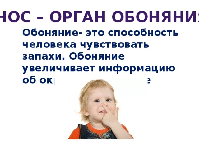 Нос – орган обоняния Обоняние- это способность человека чувствовать запахи. Обоняние увеличивает информацию об окружающем мире 
