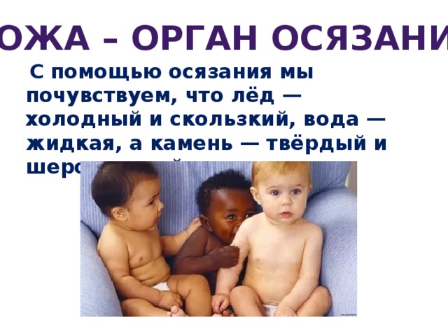 Кожа – орган осязания   С помощью осязания мы почувствуем, что лёд — холодный и скользкий, вода — жидкая, а камень — твёрдый и шероховатый. 