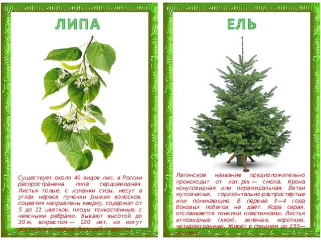 Презентация "Хвойные деревья" 1 класс