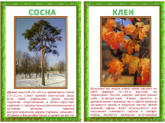 Большинство видов клёна представляют из себя деревья 10—40 м высотой. На территории России широко распространен клён остролистный. Клёны ценятся в декоративном садоводстве и паркостроении за красоту кроны и ажурную листву, яркий осенний наряд. Клён используется для получения кленового сиропа и сахара. Клёны являются важными источниками пыльцы и нектара для пчёл ранней весной.  Дерево высотой 25—40 м и диаметром ствола 0,5—1,2 м. Ствол прямой (изогнутый лишь если побег повреждён, крона высоко поднятая, конусовидная, а затем округлая, широкая, с горизонтально расположенными в мутовках ветвями. Широко распространённое дерево Евразии, начиная с Испании и Великобритании и далее на восток до бассейна реки Алдан 