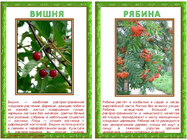 Вишня — наиболее распространённое плодовое растение. Деревце, дающее побеги из корней; листья совершенно голые, черешки листьев без желёзок. Цветки белые или розовые, собраны в небольшие соцветия — зонтики. Плод — сочная костянка с шаровидной косточкой. Вишня используются в свежем и переработанном виде. Культура В. распространена во многих странах Северного полушария. Рябина растёт в изобилии в садах и лесах европейской части России без всякого ухода. Рябина, вследствие большой её распространенности и невысокого качества её плодов, принадлежит к числу малоценных плодовых деревьев. Рябина часто разводится как декоративное дерево; плоды её идут в пищу, а тяжелая, упругая, прочная древесина — для столярных изделий. 