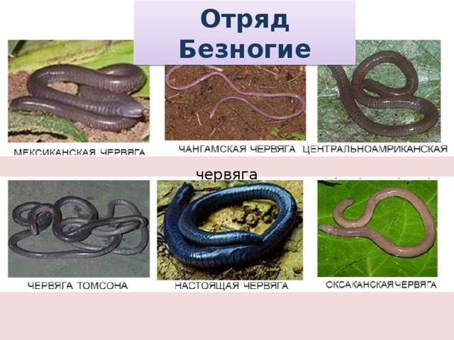 Отряд Безногие  червяга 4