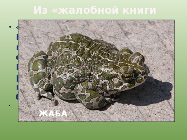 Из «жалобной книги природы» «Знаю, что не красавица. Покажись я, многие шарахаются в сторону, а то ещё и камнем бросят. А за что? Придумали, что от меня на руках бородавки бывают. Чушь какая-то! А польза от меня большая.   ЖАБА