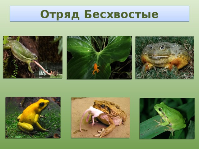 Отряд Бесхвостые