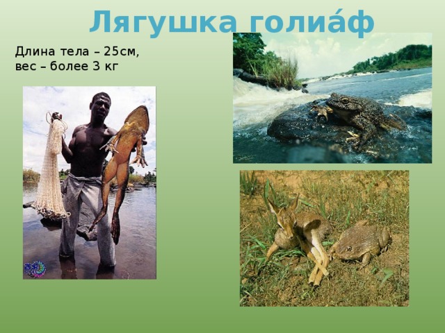 Лягушка голиа́ф Длина тела – 25см, вес – более 3 кг