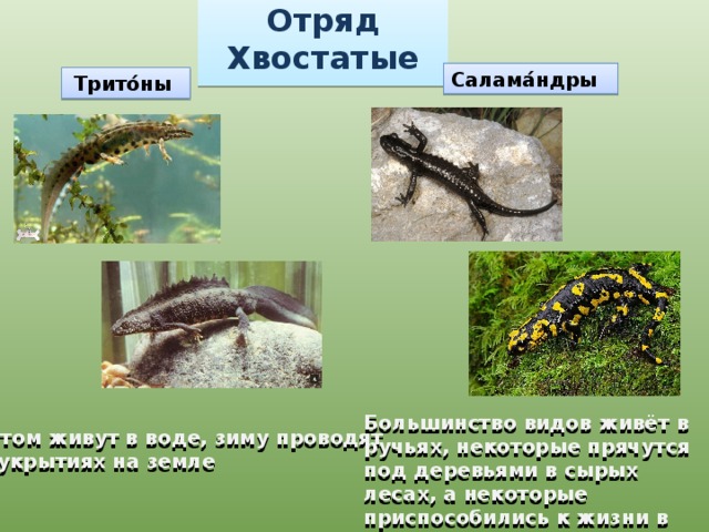 Отряд Хвостатые Салама́ндры Трито́ны Большинство видов живёт в ручьях, некоторые прячутся под деревьями в сырых лесах, а некоторые приспособились к жизни в темных пещерах. Летом живут в воде, зиму проводят  в укрытиях на земле