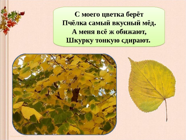 Презентация для детей листья деревьев