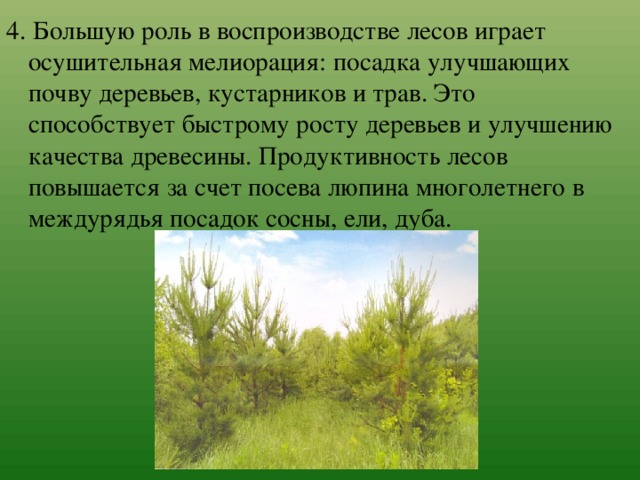 4. Большую роль в воспроизводстве лесов играет осушительная мелиорация: посадка улучшающих почву деревьев, кустарников и трав. Это способствует быстрому росту деревьев и улучшению качества древесины. Продуктивность лесов повышается за счет посева люпина многолетнего в междурядья посадок сосны, ели, дуба. 