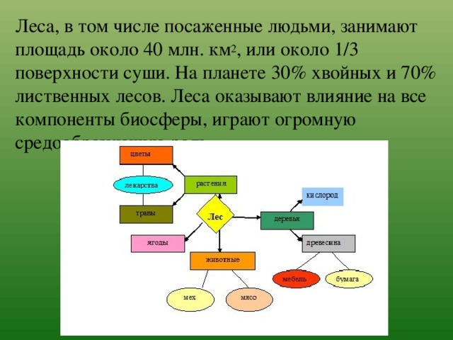 Леса, в том числе посаженные людьми, занимают площадь около 40 млн. км 2 , или около 1/3 поверхности суши. На планете 30% хвойных и 70% лиственных лесов. Леса оказывают влияние на все компоненты биосферы, играют огромную средообразующую роль. 