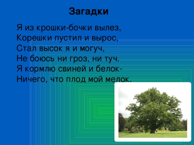 Загадки Я из крошки-бочки вылез, Корешки пустил и вырос, Стал высок я и могуч, Не боюсь ни гроз, ни туч. Я кормлю свиней и белок- Ничего, что плод мой мелок.  