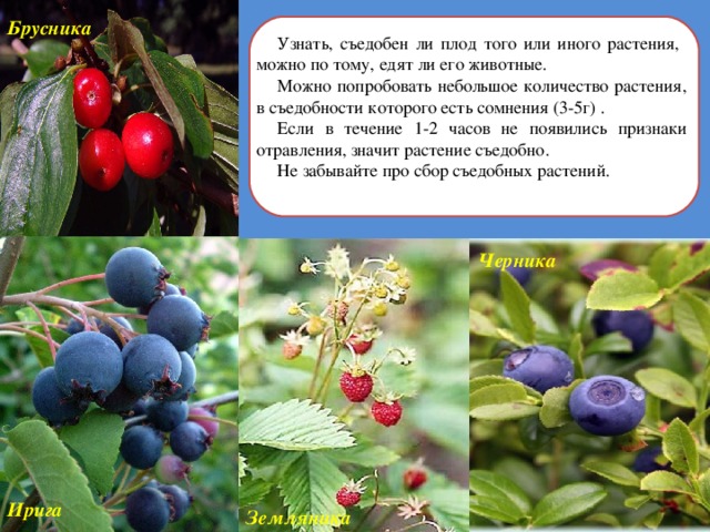 Брусника Узнать, съедобен ли плод того или иного растения, можно по тому, едят ли его животные. Можно попробовать небольшое количество растения, в съедобности которого есть сомнения (3-5г) . Если в течение 1-2 часов не появились признаки отравления, значит растение съедобно. Не забывайте про сбор съедобных растений. Черника Ирига Земляника 