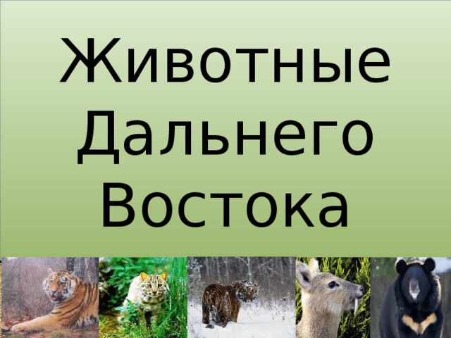 Животные Дальнего Востока 