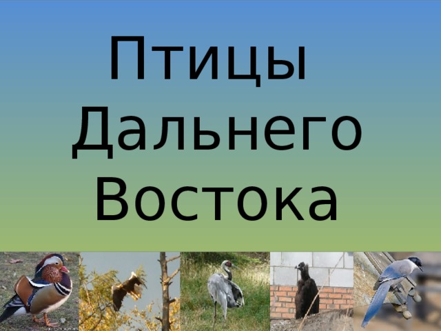 Птицы  Дальнего Востока 