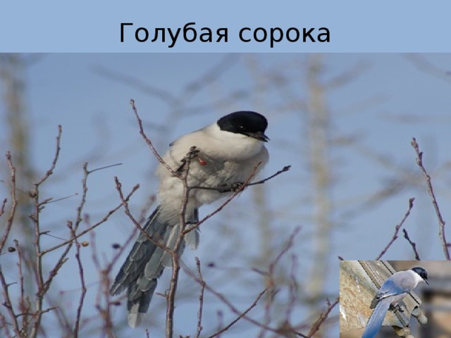 Голубая сорока 