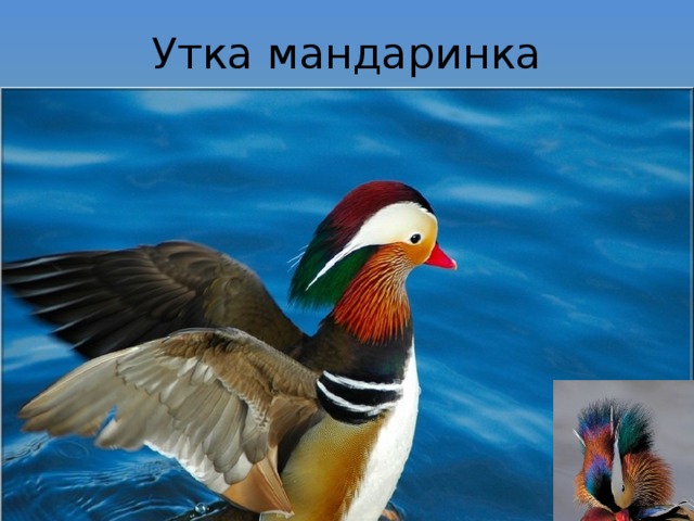 Утка мандаринка 