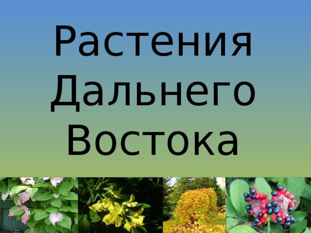 Растения  Дальнего Востока 