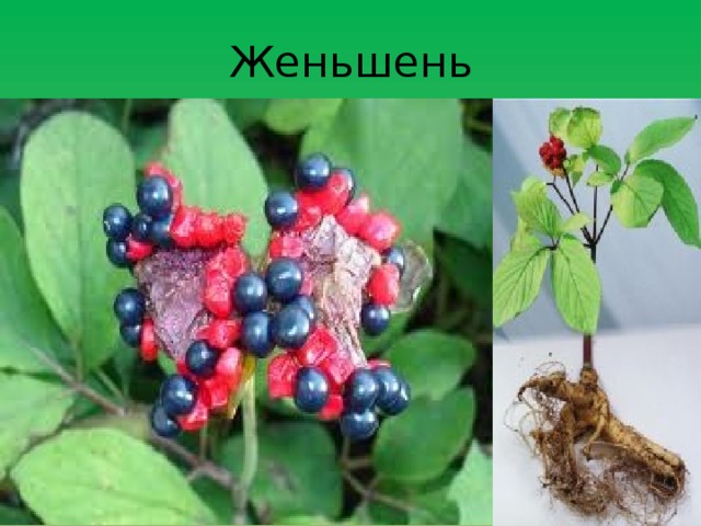 Женьшень  