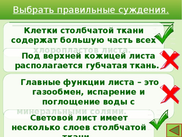 Выбрать правильные суждения. Клетки столбчатой ткани содержат большую часть всех хлоропластов листа. Под верхней кожицей листа располагается губчатая ткань.  Главные функции листа – это газообмен, испарение и поглощение воды с минеральными солями. Световой лист имеет несколько слоев столбчатой ткани. 