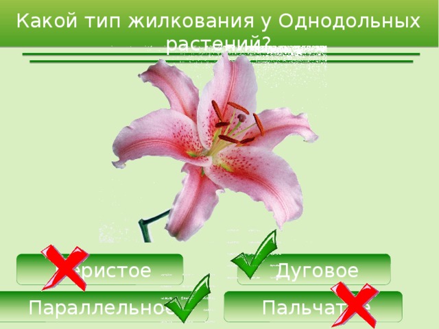 Какой тип жилкования у Однодольных растений?  Дуговое  Перистое  Параллельное  Пальчатое 