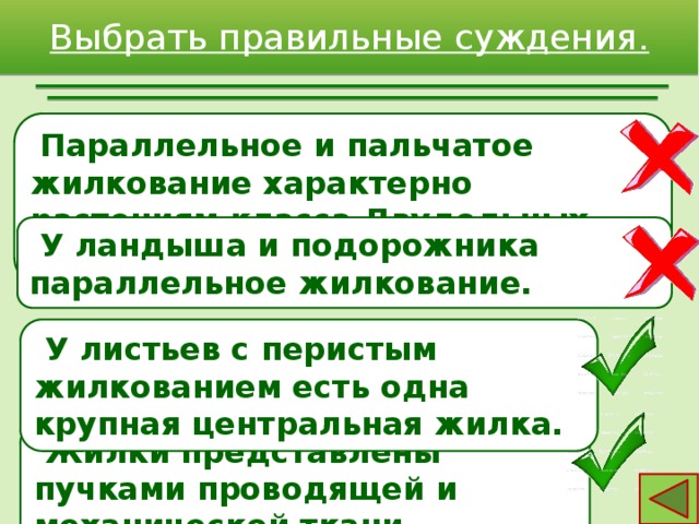 Выбрать правильные суждения.  Параллельное и пальчатое жилкование характерно растениям класса Двудольных.  У ландыша и подорожника параллельное жилкование.  У листьев с перистым жилкованием есть одна крупная центральная жилка.  Жилки представлены пучками проводящей и механической ткани. 