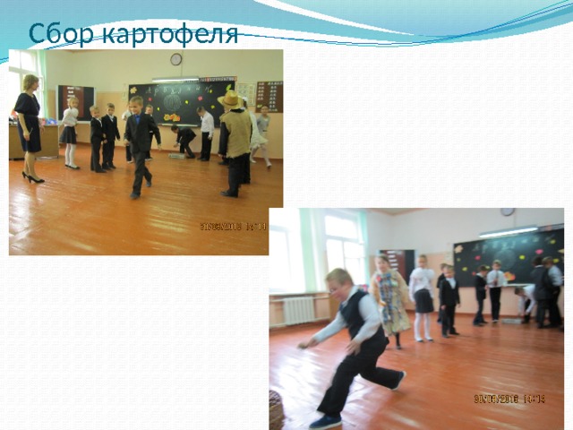 Сбор картофеля 