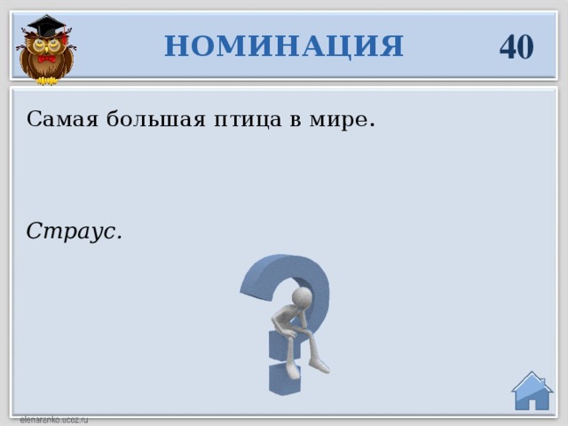 40 НОМИНАЦИЯ Самая большая птица в мире. Страус.  