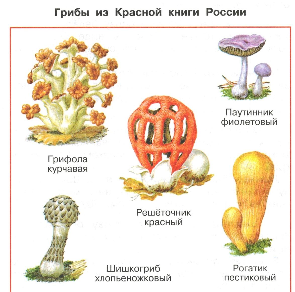 Грибы 1 класс окружающий мир презентация