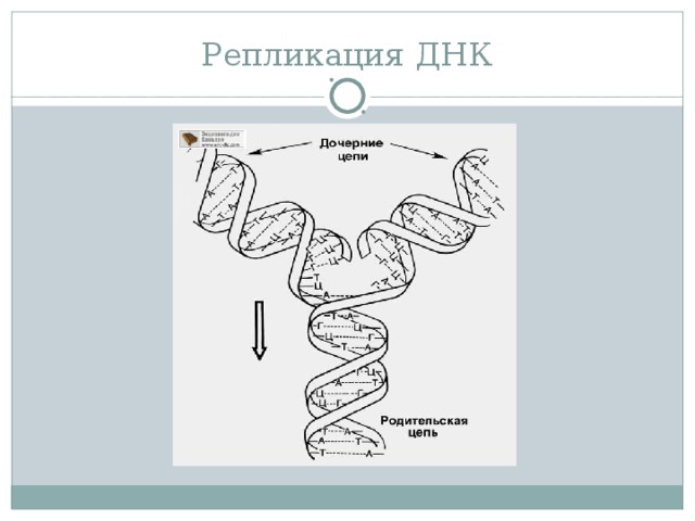 Репликация ДНК 