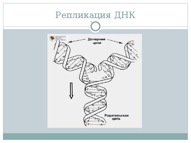 Образование дочерних днк. Репликация АТФ. Презентация Синтез гамма.