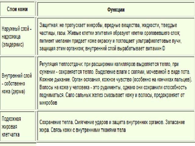 Строение и функции производных кожи