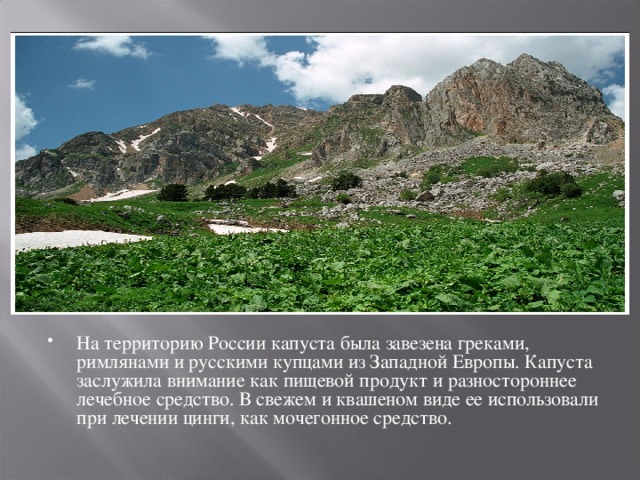 На территорию России капуста была завезена греками, римлянами и русскими купцами из Западной Европы. Капуста заслужила внимание как пищевой продукт и разностороннее лечебное средство. В свежем и квашеном виде ее использовали при лечении цинги, как мочегонное средство. 