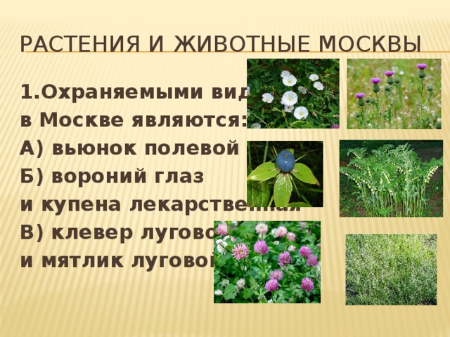 Растения и животные Москвы 1.Охраняемыми видами в Москве являются: А) вьюнок полевой и осот Б) вороний глаз и купена лекарственная В) клевер луговой и мятлик луговой 