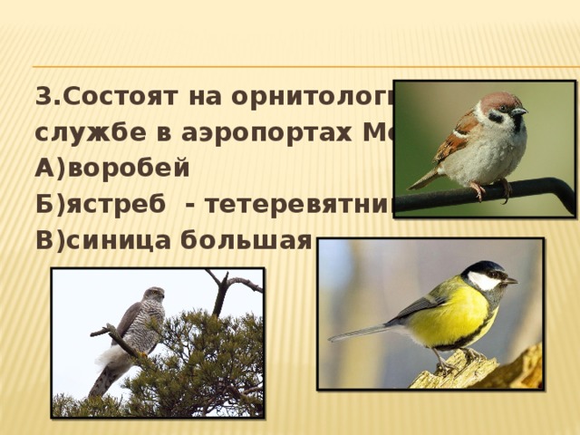 3.Состоят на орнитологической службе в аэропортах Москвы: А)воробей Б)ястреб - тетеревятник В)синица большая  