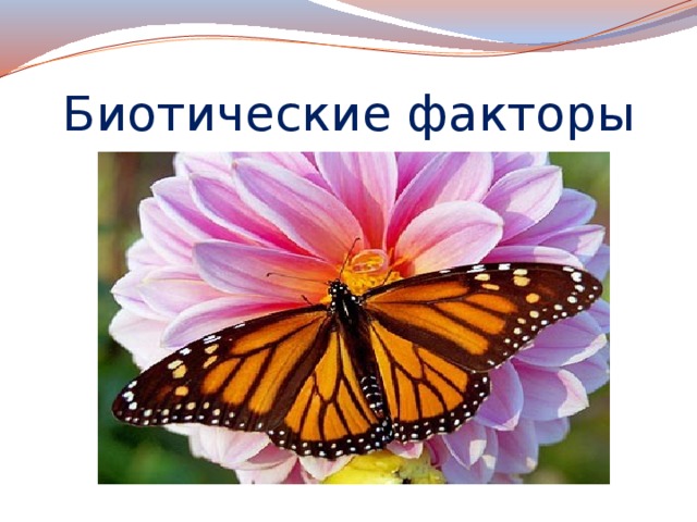 Биотические факторы рисунок