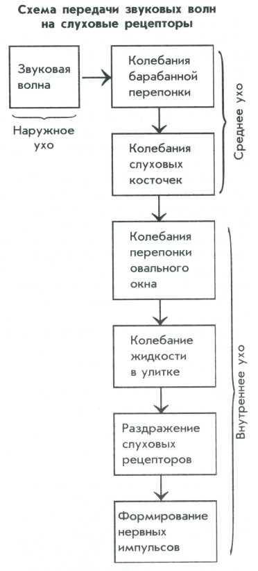 Схема передачи звуковых волн на слуховые рецепторы