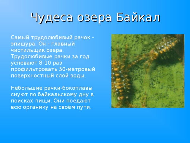 Чудеса озера Байкал Самый трудолюбивый рачок - эпишура. Он - главный чистильщик озера. Трудолюбивые рачки за год успевают 8-10 раз профильтровать 50-метровый поверхностный слой воды. Небольшие рачки-бокоплавы снуют по байкальскому дну в поисках пищи. Они поедают всю органику на своём пути. 