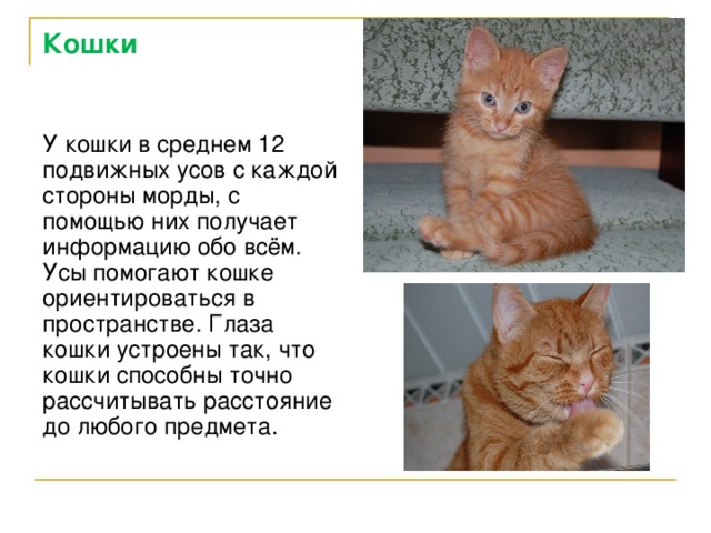 Сообщение о кошке