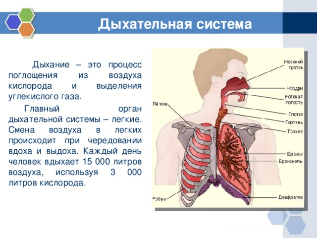 Дыхательная система   Дыхание – это процесс поглощения из воздуха кислорода и выделения углекислого газа.  Главный орган дыхательной системы – легкие. Смена воздуха в легких происходит при чередовании вдоха и выдоха. Каждый день человек вдыхает 15 000 литров воздуха, используя 3 000 литров кислорода. 