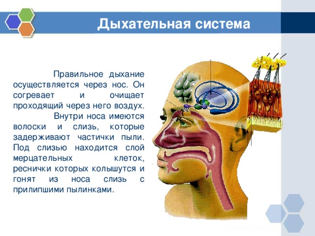 Дыхательная система  Правильное дыхание осуществляется через нос. Он согревает и очищает проходящий через него воздух. Внутри носа имеются волоски и слизь, которые задерживают частички пыли. Под слизью находится слой мерцательных клеток, реснички которых колышутся и гонят из носа слизь с прилипшими пылинками. 